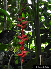 Heliconia standleyi