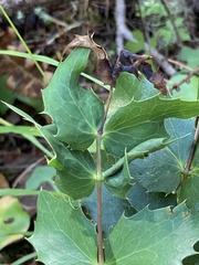 Aceria caliberberis