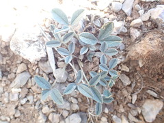 Trifolium gymnocarpon