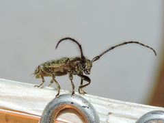 Eupogonius