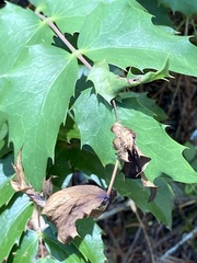 Aceria caliberberis