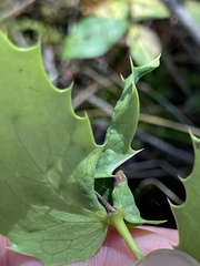 Aceria caliberberis
