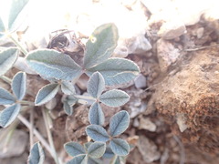 Trifolium gymnocarpon