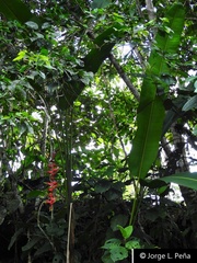 Heliconia standleyi
