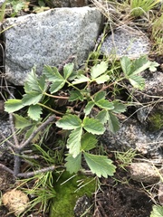 Potentilla albiflora