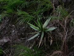 Agave horrida