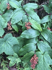 Maianthemum racemosum