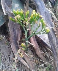 Agave salmiana