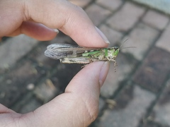 Locusta