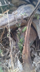 Agave salmiana