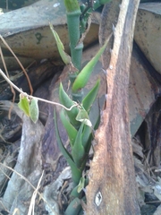 Agave salmiana