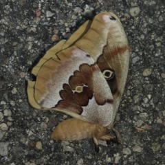 Antheraea oculea