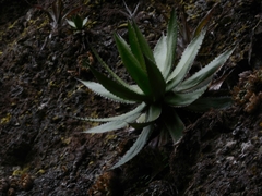 Agave horrida