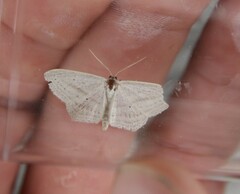 Scopula emutaria