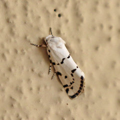 Grotella binda