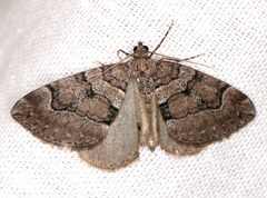 Thera cognata