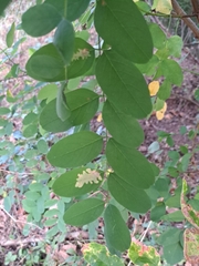 Parectopa robiniella