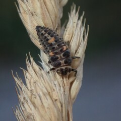 Adalia decempunctata