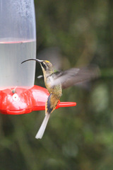 Phaethornis syrmatophorus