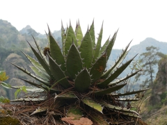 Agave horrida