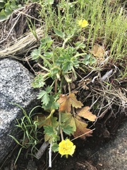 Potentilla albiflora