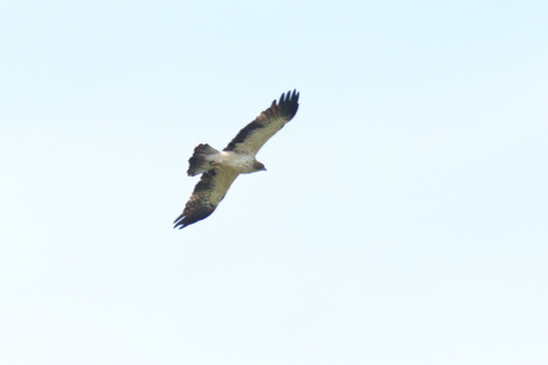 Águila calzada (Hieraaetus pennatus)