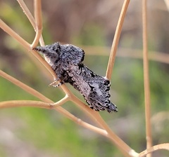 Inguromorpha