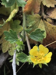 Potentilla albiflora