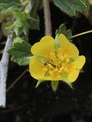 Potentilla albiflora