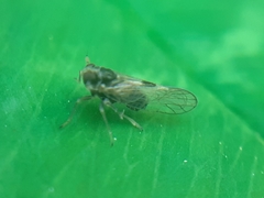Laodelphax striatella