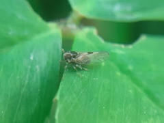 Laodelphax striatella