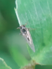 Laodelphax striatella