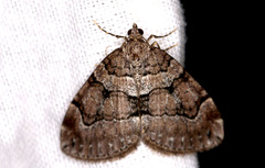 Thera cognata