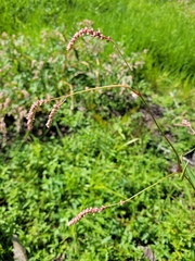 Persicaria careyi