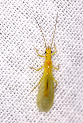 Alloperlini