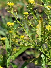 Rorippa hispida