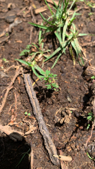 Acronyctodes mexicanaria