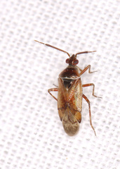 Alloeotomus gothicus