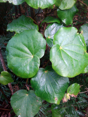 Piper excelsum excelsum