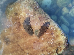 Apostichopus japonicus