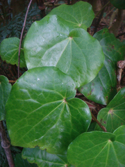 Piper excelsum excelsum