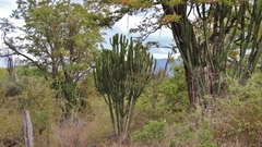 Euphorbia ingens image