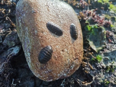 Lepidozona coreanica