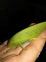 Zabalius ophthalmicus