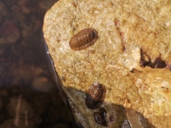 Ischnochiton comptus