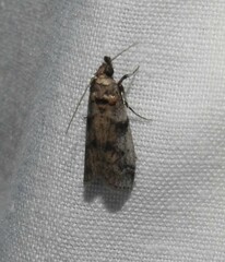 Laetilia dilatifasciella