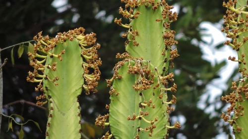 Common Tree Euphorbia