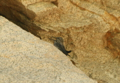 Oreotrochilus leucopleurus