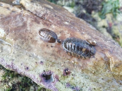 Ischnochiton hakodadensis