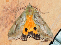 Eudocima apta